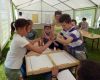 Tournoi de Maxi Flitzer